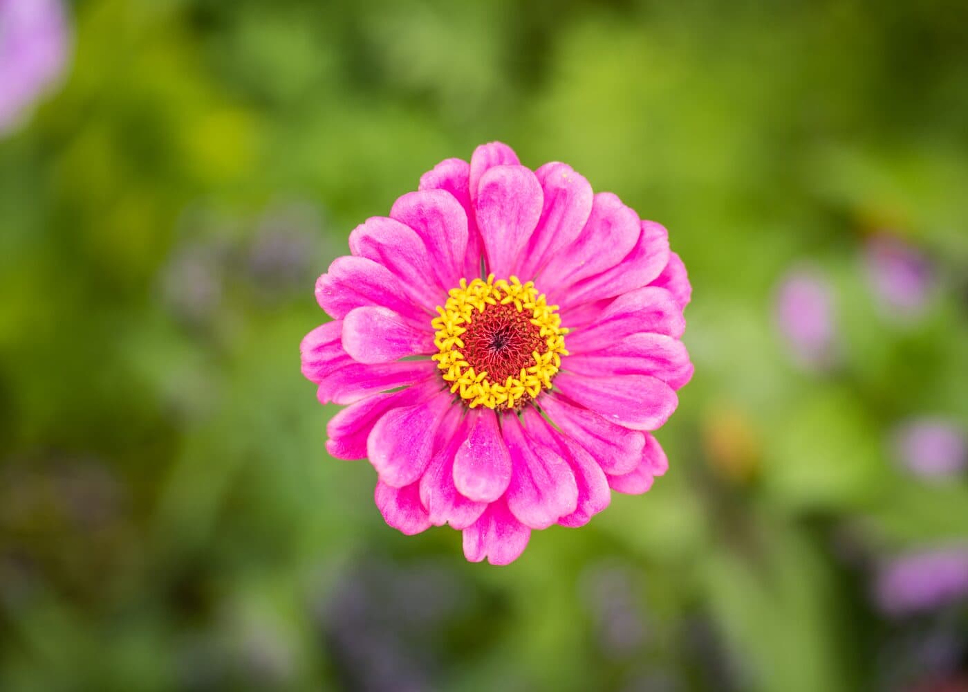 Zinnia in de tuin